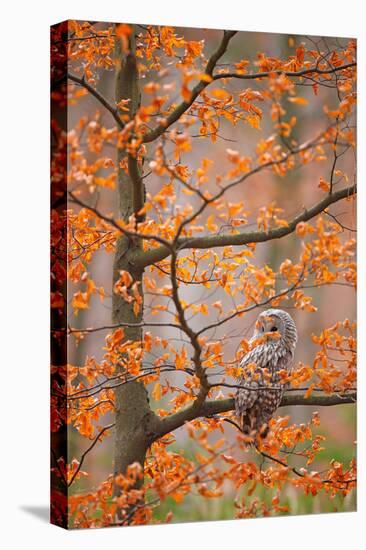 Grey Ural Owl, Strix Uralensis, Sitting on Tree Branch, at Orange Leaves Oak Autumn Forest, Bird In-Ondrej Prosicky-Premier Image Canvas