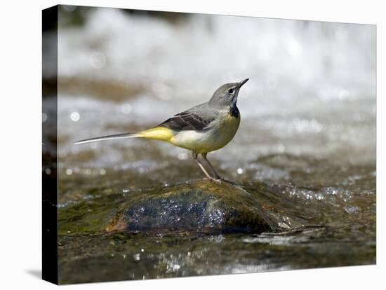 Grey Wagtail Female on Rock in Fast Flowing Upland Stream, Upper Teesdale, Co Durham, England, UK-Andy Sands-Premier Image Canvas