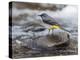 Grey Wagtail Male on Rock in Fast Flowing Upland Stream, Upper Teesdale, Co Durham, England, UK-Andy Sands-Premier Image Canvas