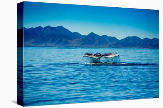 Grey Whales, Whale Watching, Magdalena Bay, Mexico, North America-Laura Grier-Premier Image Canvas