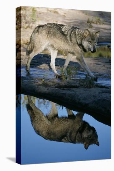 Grey Wolf and Reflection in Water-W^ Perry Conway-Premier Image Canvas