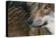 Grey Wolf (Canis Lupus) Close Up, Captive-Edwin Giesbers-Premier Image Canvas