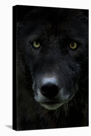 Grey Wolf (Canis Lupus) Head, Captive-Edwin Giesbers-Premier Image Canvas