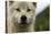 Grey Wolf (Canis Lupus) Portrait, Katmai National Park, Alaska, USA, August-Oliver Scholey-Premier Image Canvas