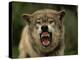 Grey Wolf Growling, Montana, United States of America, North America-James Gritz-Premier Image Canvas