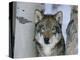 Grey Wolf Head Portrait, Us-Lynn M. Stone-Premier Image Canvas