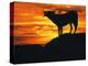 Grey Wolf, Howling at Sunset-Kim Taylor-Premier Image Canvas