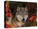 Grey Wolf Portrait, Minnesota, USA-Lynn M. Stone-Premier Image Canvas