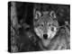 Grey Wolf Portrait, USA-Lynn M^ Stone-Premier Image Canvas