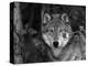 Grey Wolf Portrait, USA-Lynn M^ Stone-Premier Image Canvas