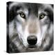 Grey Wolf Portrait-Sarah Stribbling-Stretched Canvas