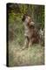 Grey Wolf Pup Howling (Canis Lupus) Captive, Montana, USA-Tom Vezo-Premier Image Canvas