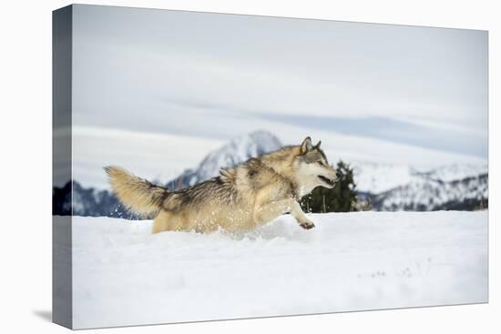 Grey Wolf (Timber Wolf) (Canis Lupis), Montana, United States of America, North America-Janette Hil-Premier Image Canvas