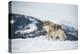 Grey Wolf (Timber Wolf) (Canis Lupis), Montana, United States of America, North America-Janette Hil-Premier Image Canvas