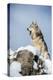 Grey Wolf (Timber Wolf) (Canis Lupis), Montana, United States of America, North America-Janette Hil-Premier Image Canvas