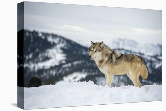 Grey Wolf (Timber Wolf) (Canis Lupis), Montana, United States of America, North America-Janette Hil-Premier Image Canvas