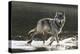 Grey Wolf Walking along the Kettle River-W. Perry Conway-Premier Image Canvas