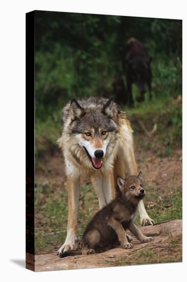 Grey Wolf with Pup-W^ Perry Conway-Premier Image Canvas