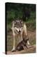 Grey Wolf with Pup-W^ Perry Conway-Premier Image Canvas