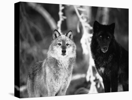 Grey Wolves Showing Fur Colour Variation, (Canis Lupus)-Tom Vezo-Premier Image Canvas