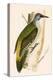 Grey Woodpecker,  from 'A History of the Birds of Europe Not Observed in the British Isles'-English-Premier Image Canvas
