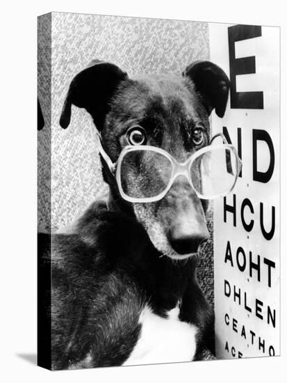 Greyhound Bitch Wearing Glasses February 1987-null-Stretched Canvas