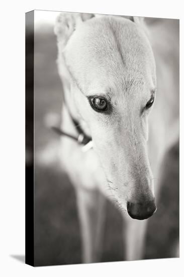 Greyhound Black and White-Karyn Millet-Premier Image Canvas