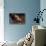 Greyhound Portrait-Adriano Bacchella-Premier Image Canvas displayed on a wall