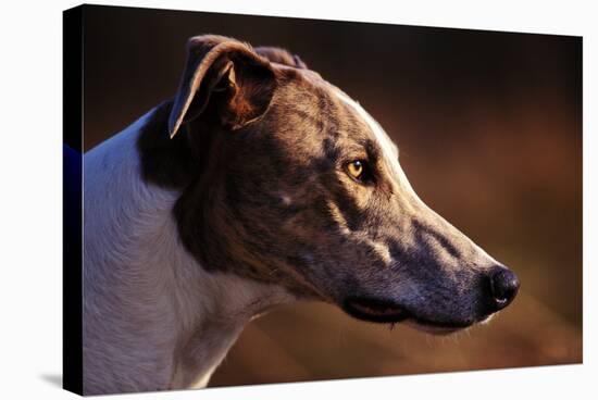 Greyhound Portrait-Adriano Bacchella-Premier Image Canvas