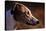 Greyhound Portrait-Adriano Bacchella-Premier Image Canvas
