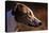 Greyhound Portrait-Adriano Bacchella-Premier Image Canvas