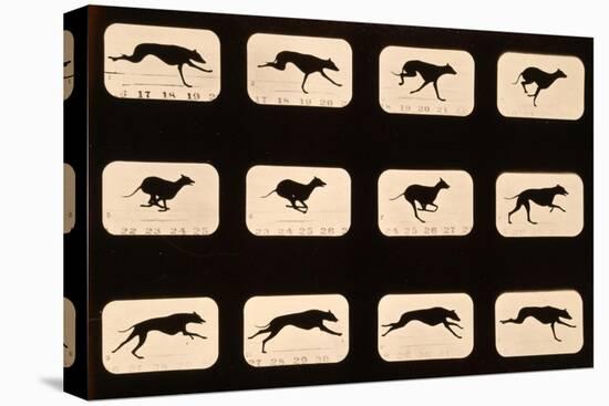 Greyhound, Running 'Animal Locomotion' Series, C.1881-Eadweard Muybridge-Premier Image Canvas