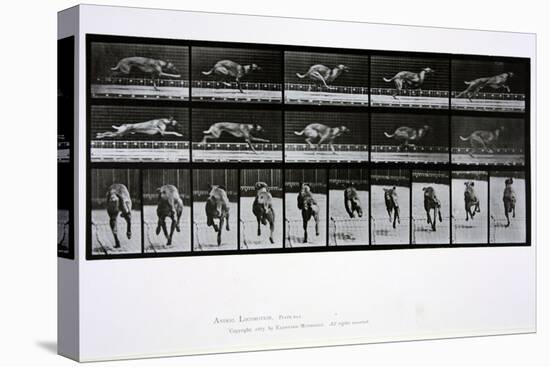 Greyhound Running, Plate 708 from 'Animal Locomotion', 1887-Eadweard Muybridge-Premier Image Canvas