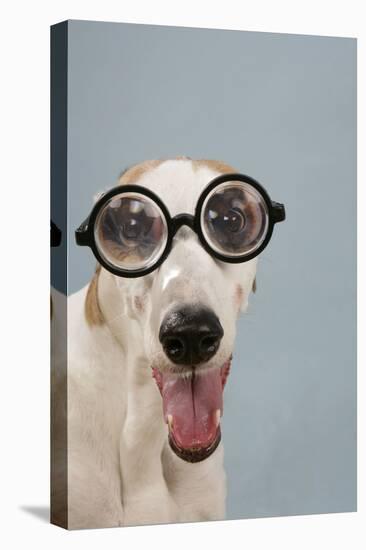 Greyhound Wearing Joke Magnified Glasses-null-Premier Image Canvas