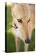 Greyhound-Karyn Millet-Premier Image Canvas