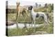 Greyhounds in Country-Louis Agassiz Fuertes-Premier Image Canvas