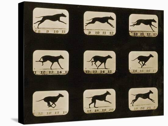 Greyhounds Running, from the 'Animal Locomotion' Series, C.1881-Eadweard Muybridge-Premier Image Canvas