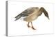 Greylag Goose (Anser Anser), Birds-Encyclopaedia Britannica-Stretched Canvas