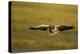 Greylag Goose (Anser Anser) in Flight, Caerlaverock Wwt, Scotland, Solway, UK, January-Danny Green-Premier Image Canvas