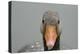 Greylag goose (Anser anser), United Kingdom, Europe-Janette Hill-Premier Image Canvas