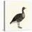 Greylag Goose-null-Premier Image Canvas