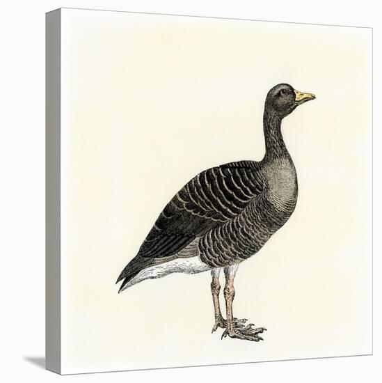 Greylag Goose-null-Premier Image Canvas