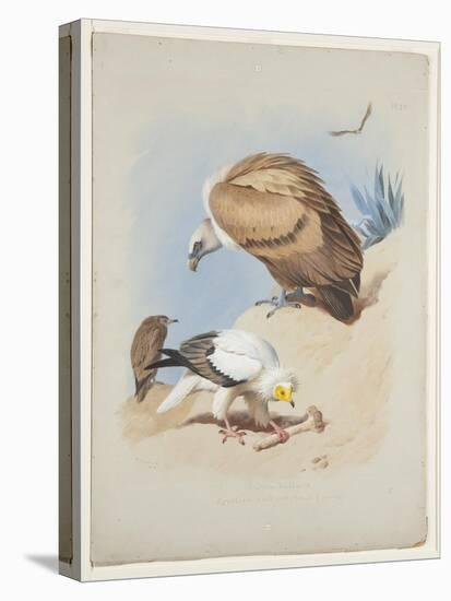 Griffin Vulture and Egyptian Vulture, C.1915 (W/C & Bodycolour over Pencil on Paper)-Archibald Thorburn-Premier Image Canvas