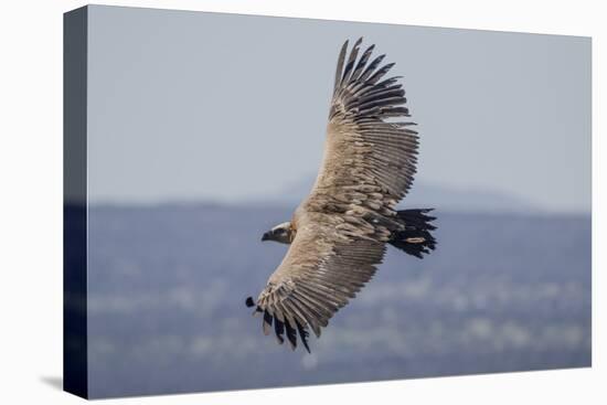 Griffon Vulture, Castillo de Monfrague, Monfrague National Park, Caceres, Extremadura, Spain, Europ-Michael Snell-Premier Image Canvas