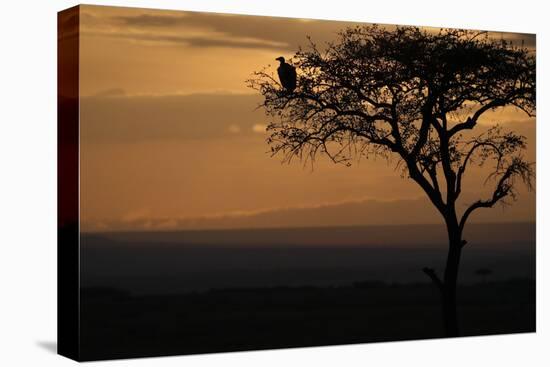 Griffon vulture (Gyps fulvus) in a tree at sunrise, Masai Mara Game Reserve, Kenya, East Africa, Af-null-Premier Image Canvas