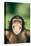 Grinning Chimpanzee-DLILLC-Premier Image Canvas