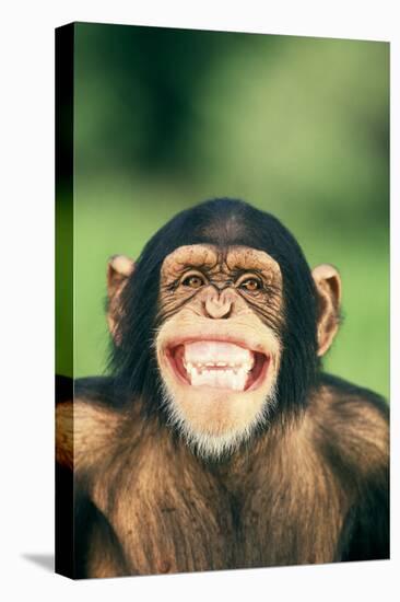 Grinning Chimpanzee-DLILLC-Premier Image Canvas