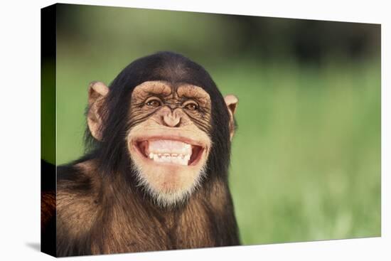 Grinning Chimpanzee-DLILLC-Premier Image Canvas