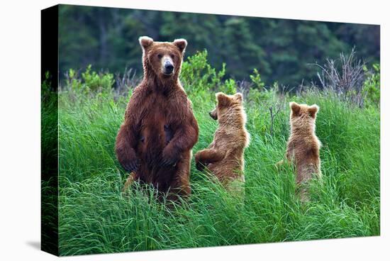 Grizly Bears at Katmai Alaska-null-Stretched Canvas