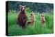 Grizly Bears at Katmai Alaska-null-Stretched Canvas